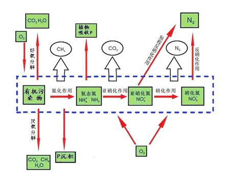 敘述微生物技術發(fā)酵工程的現代史